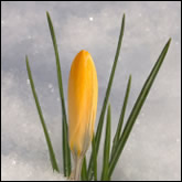 Imbolc and Candlemas