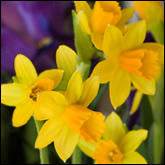 Spring Equinox