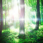 Your Celtic Astrology Sign