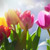 Astrology in Bloom: Flowers for Every Sign