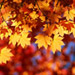 DailyHoroscope.com Fall Articles
