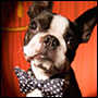 Pet Dog