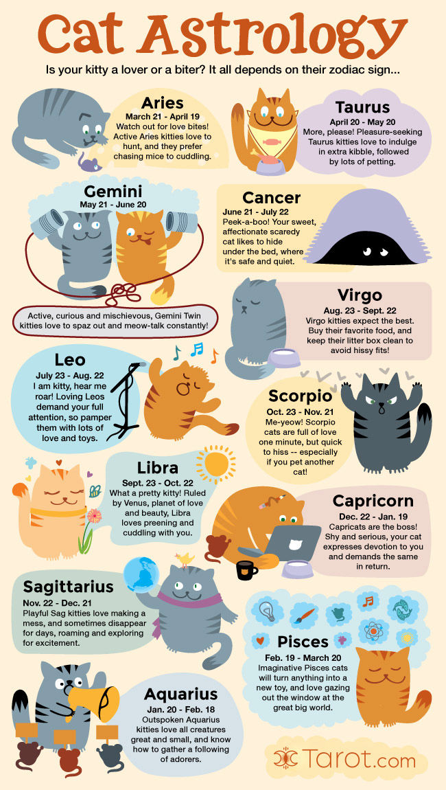 Cat Astrology: Traits by Zodiac Sign