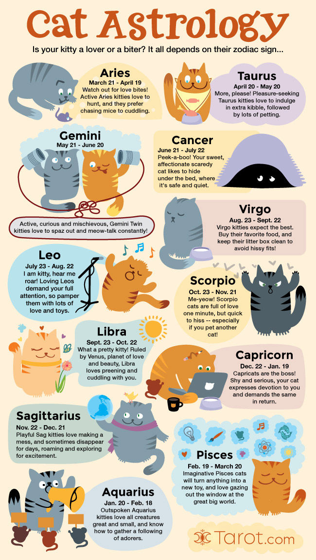 Cat Astrology Traits by Zodiac Sign