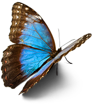 Blue Butterfly