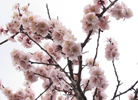 Cherry Blossom tree.