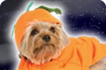 Costumes for your pet.