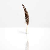 turkey feather