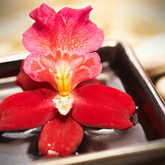 red orchid