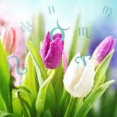 tulip flowers with zodiac sign symbols