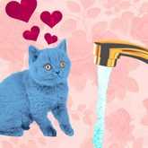 Cat longingly gazes at running faucet