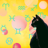 astrology superstitions black cat