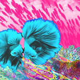 Sun in Pisces