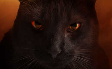 Black Cat
