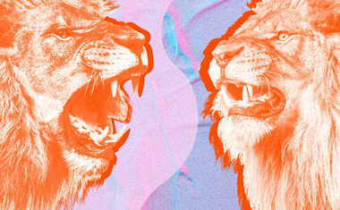 two lions