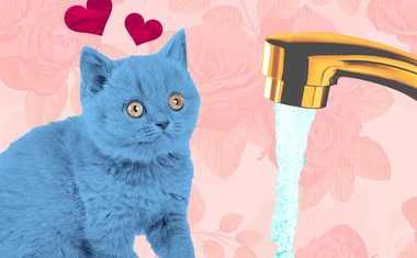 Pet Feng Shui: Top 10 Dos and Don'ts
