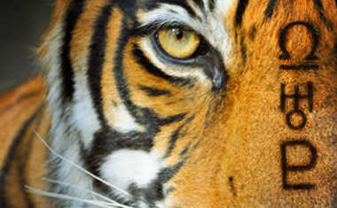 The Eye of the Tiger