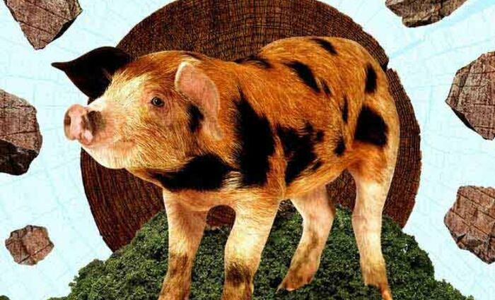 year of the pig