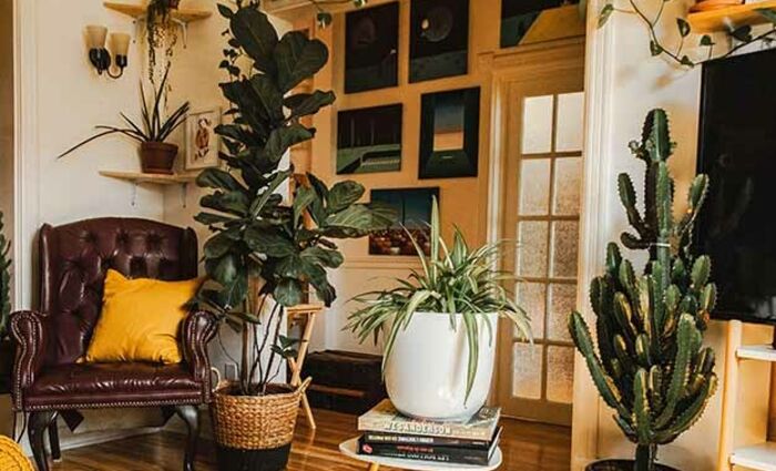 beautiful living room with plants