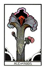 aquarian - Ace of Rods
