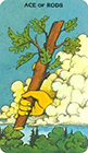 morgan-greer - Ace of Wands